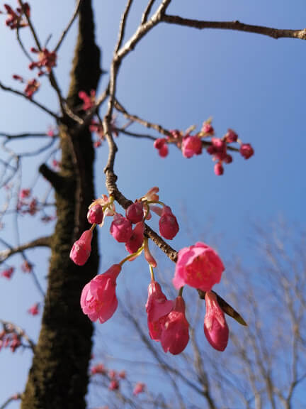 井の頭公園 西園 のんびり散策しながらお花見しよう Withbaby